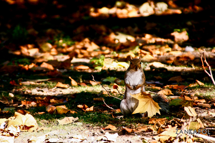 London Squirrel