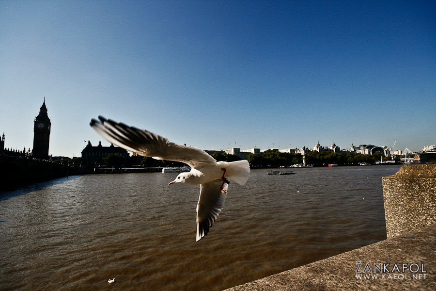London seagull