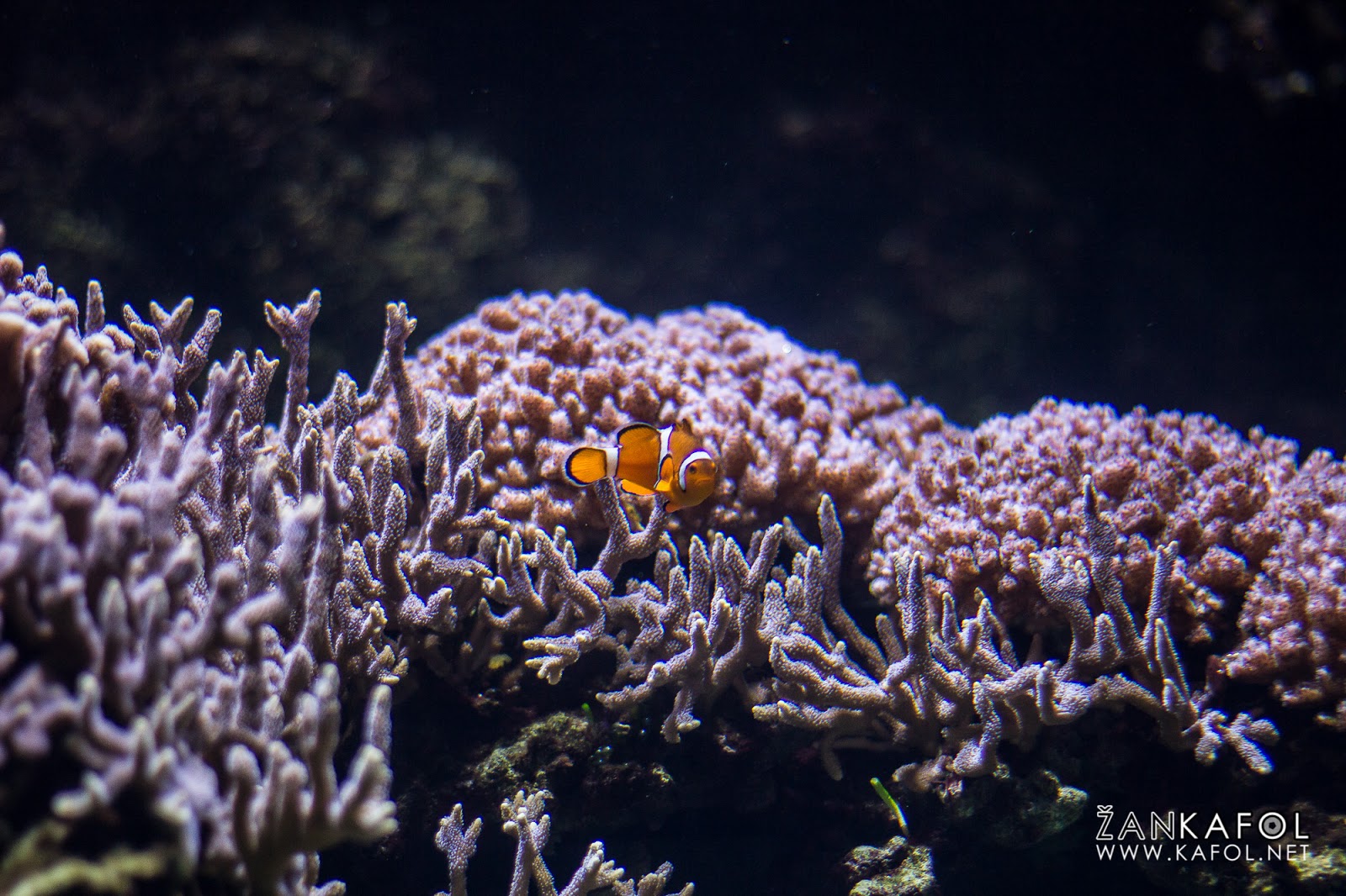 Nemo