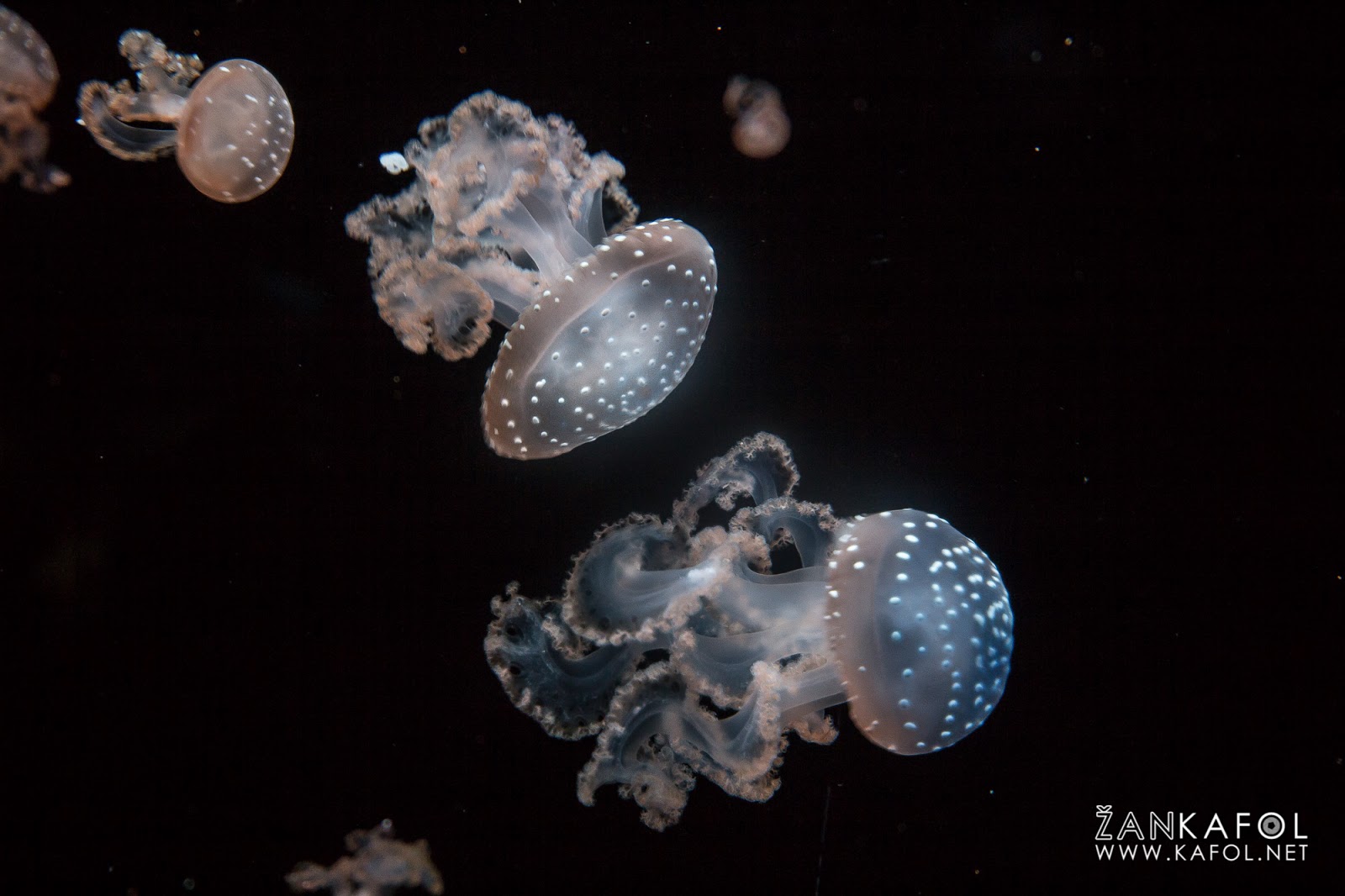 Meduza