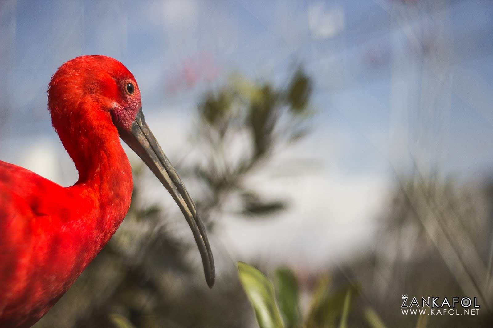 Škrlatni ibis (Eudocimus ruber) 