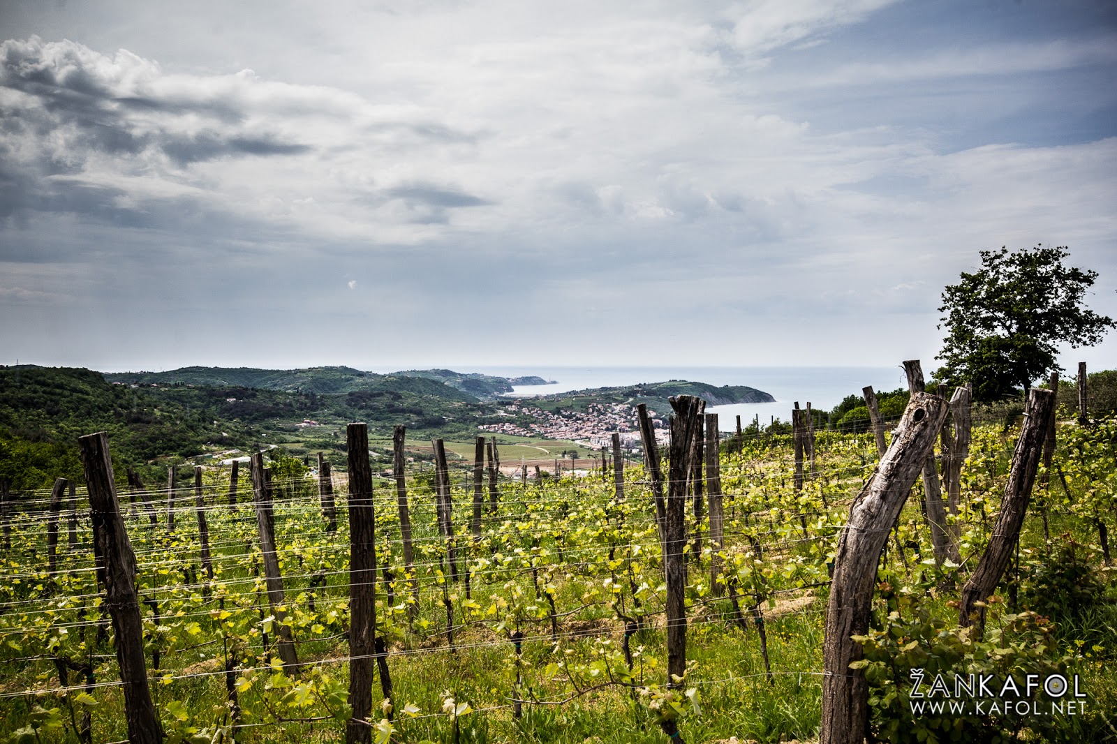 Vinograd nad Izolo