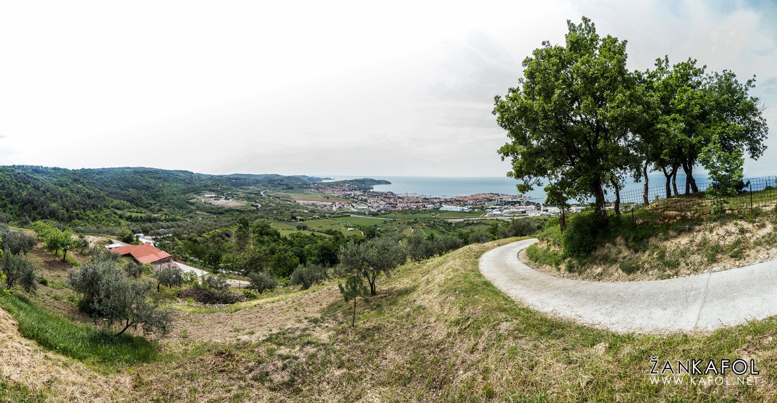 Vinograd nad Izolo