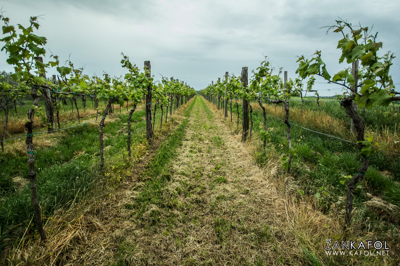Vinograd nad Izolo