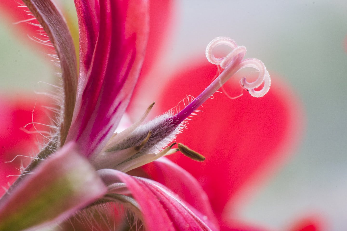 Pelargonium peltatum