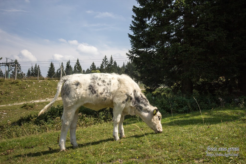 Paša na Sorici