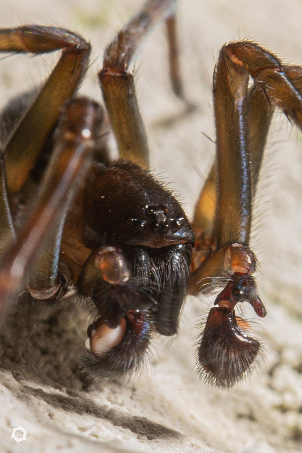 Amaurobius ferox