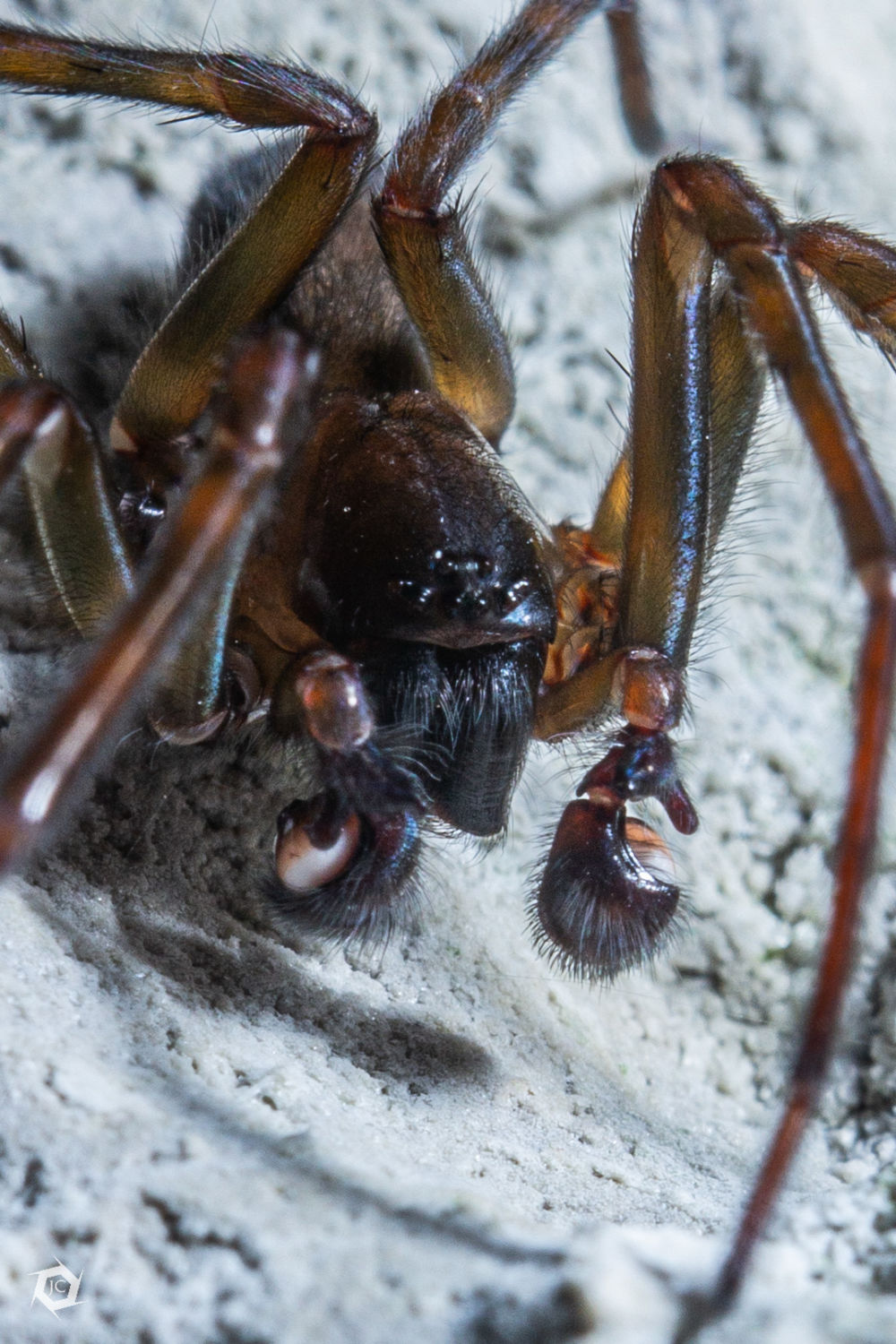 Black lace-weaver