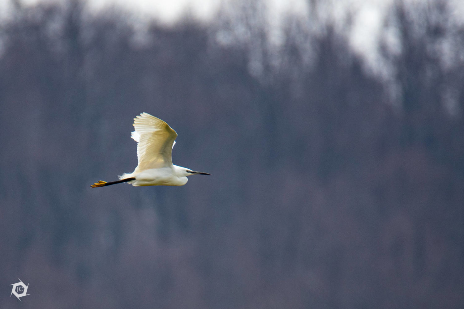 Egretta garzetta