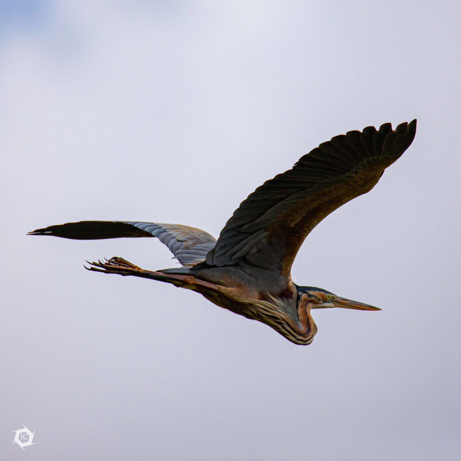 Ardea purpurea
