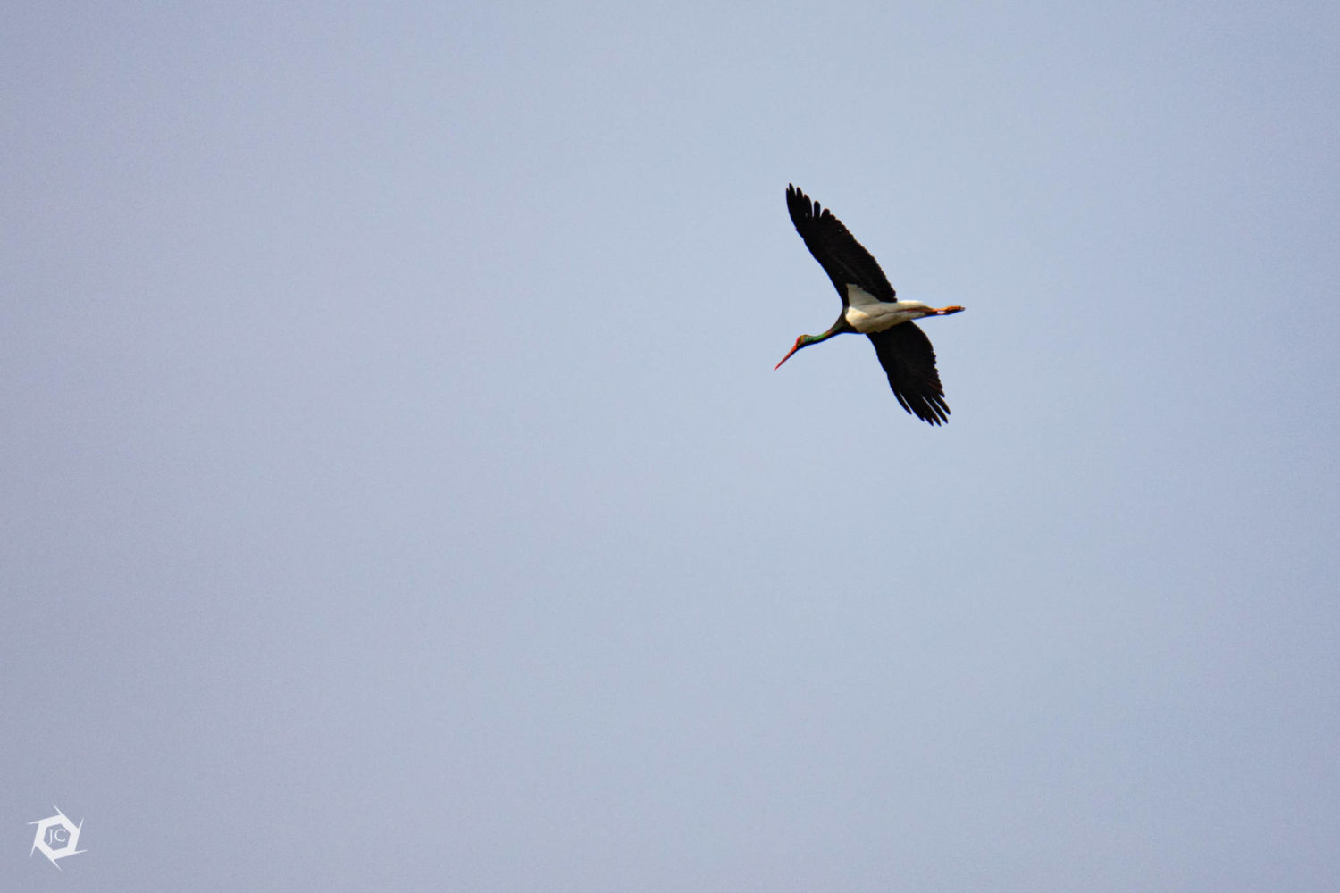 Črna štorklja (Ciconia nigra)
